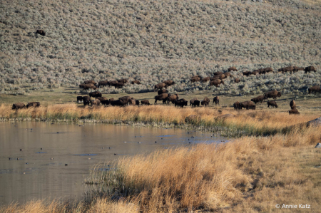 BuffaloHerd