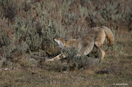 CoyoteStretch