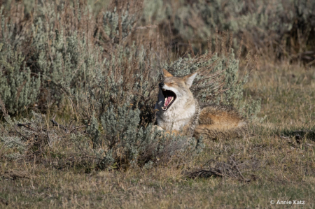 CoyoteYawn