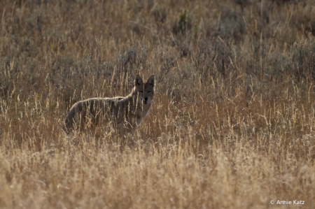 Coyote