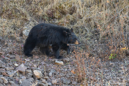 Cub