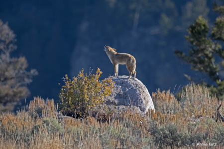 HowlingYellowstoneCoyote