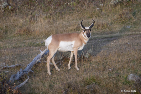 PronghornAntelope