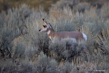 Pronghorn