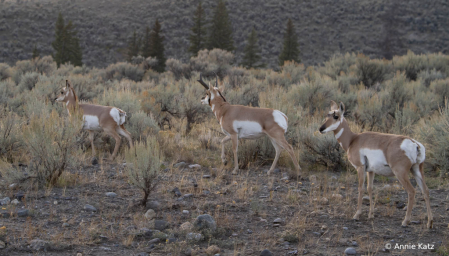 Pronghorns