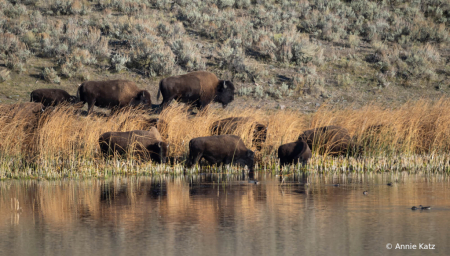 WaterHole