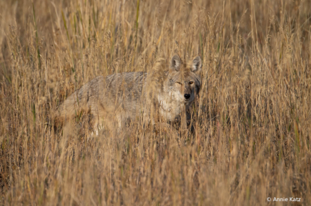 YellowstoneCoyote