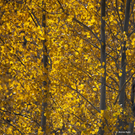 YellowstoneFall