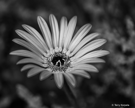 Berkeley Botanical Garden B&W