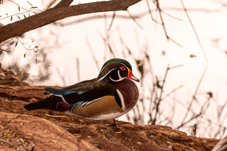 Wood Duck 