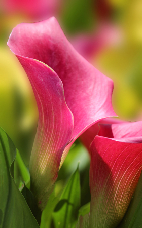 Lovely Lilies