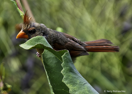 Shy Cardinal