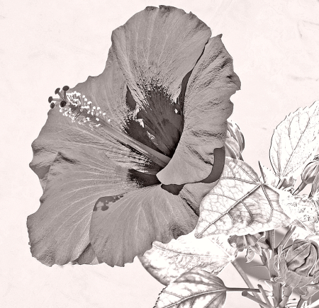 Hibiscus in B&W.