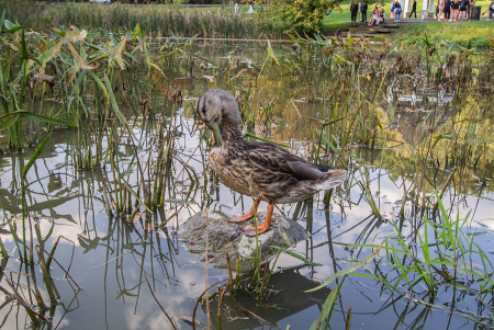 Duck on a Sunday Afternoon