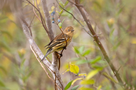 Yellow Rumped Warber with Berries