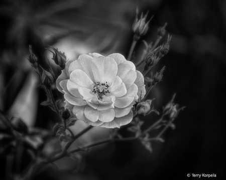 A Nice Rose B&W