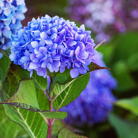 Hydrangea Beauty!