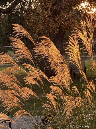 Golden Grass 