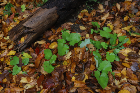 Green on Rusts