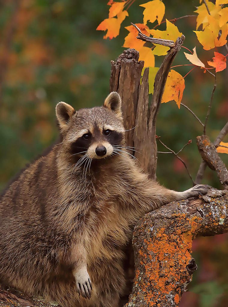 Racoon in Fall color