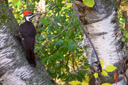 Pileated Woodpecker 