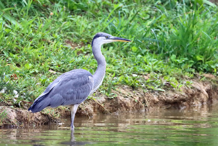 Heron