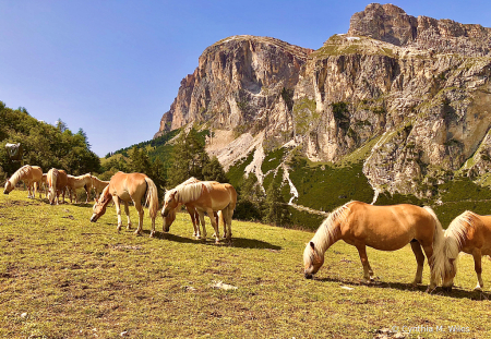 Wild Ponies of the Dolomites 