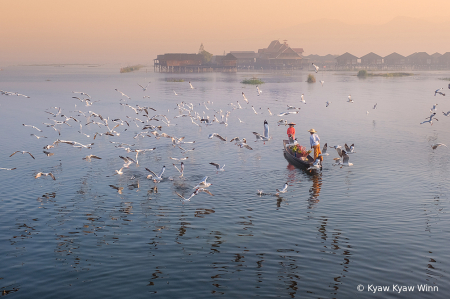 Seagulls 