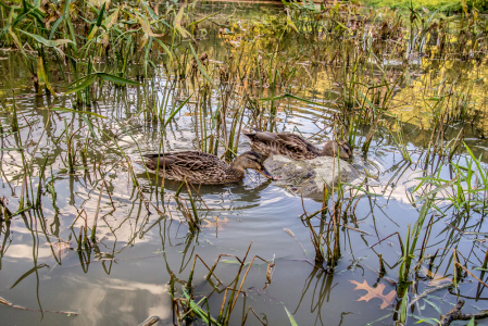 Two Ducks 