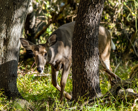 Peeking Deer