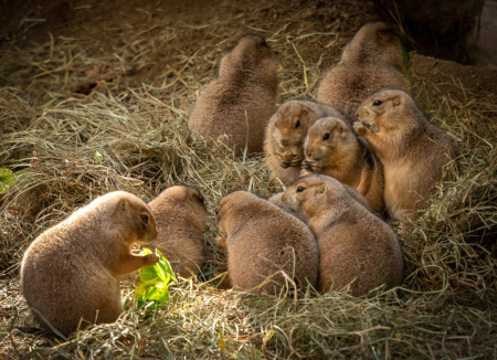 Prairie Dog Picnic