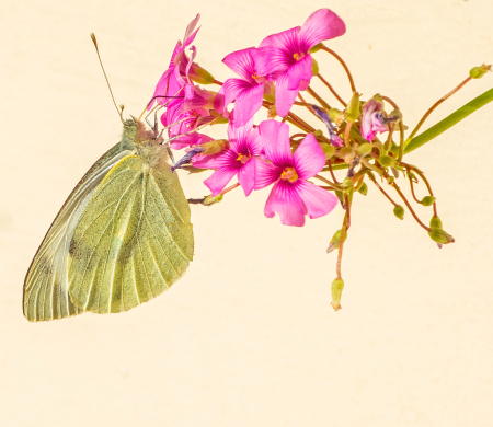 Butterfly in early Fall.