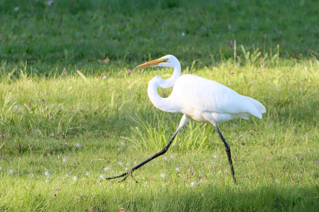 Great Egret