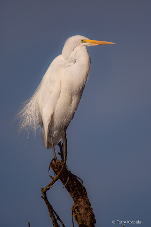 Great Egret