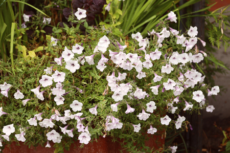  Sidewalk Flowers Displayed