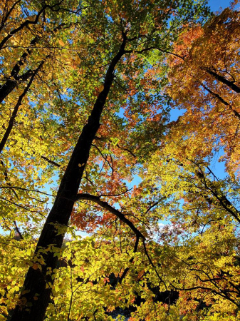 Fall Trees