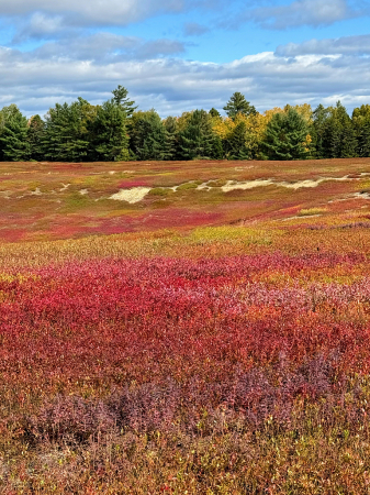 Blueberry Field 