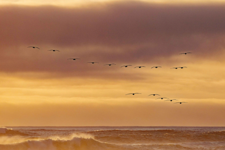 Incoming Pelicans at Sunset