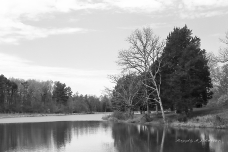 B&W - Bernheim Arboretum & Research Forest