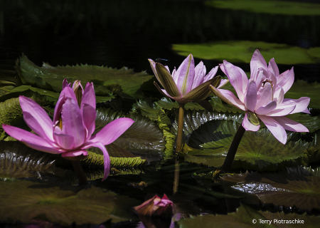 Life In The Pond