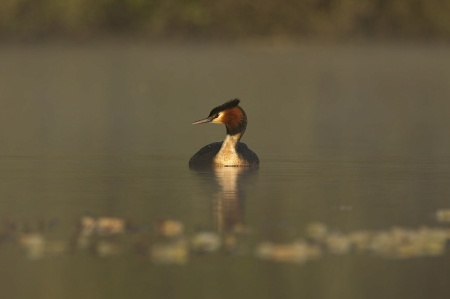 Beauty on the lake