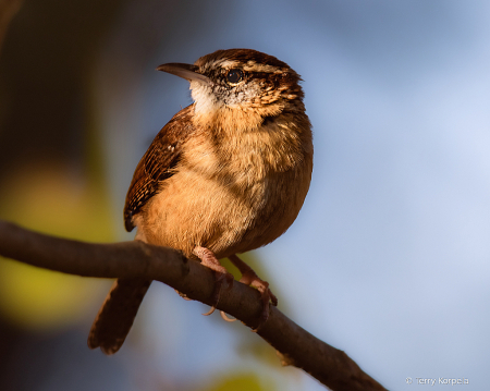 Carolina Wren