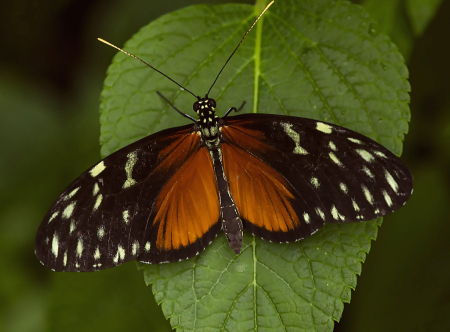 Butterfly on Leaf