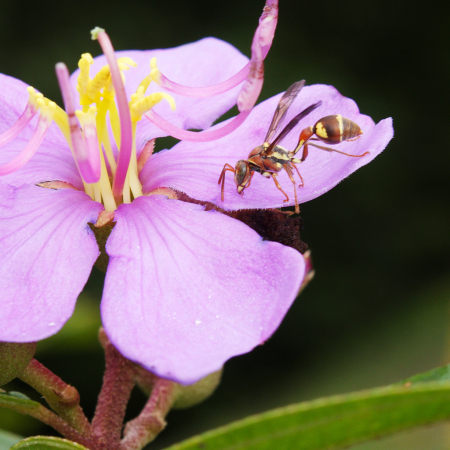 Singapore Rhododendron Ropalidia Stigma Wasp