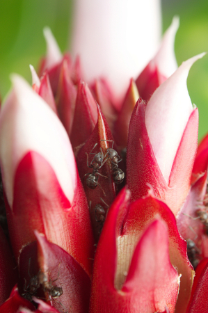 Ants on Flower