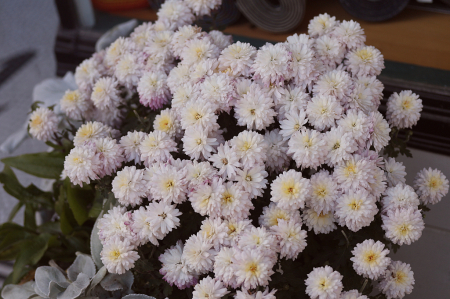 Another Flower Planter