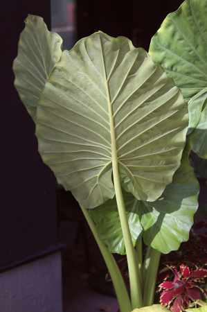 Big Leaf Underside