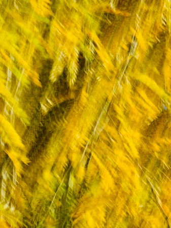 Autumn Abstract