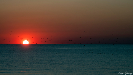 Sea Gulls At Sundown, St. Joe, MI