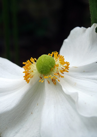 White Anemone